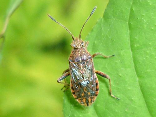 Réf. 274 254 : Stictopleurus punctatonervosus